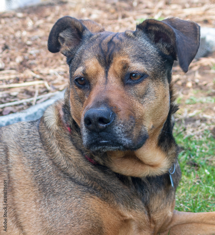 Red and black adult dog with floppy ears outside in a yard