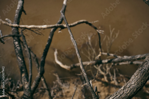 dried branches in the water