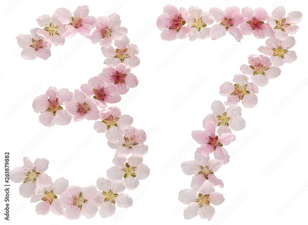 Numeral 37, thirty seven, from natural pink flowers of peach tree, isolated on white background