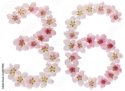 Numeral 36, thirty six, from natural pink flowers of peach tree, isolated on white background