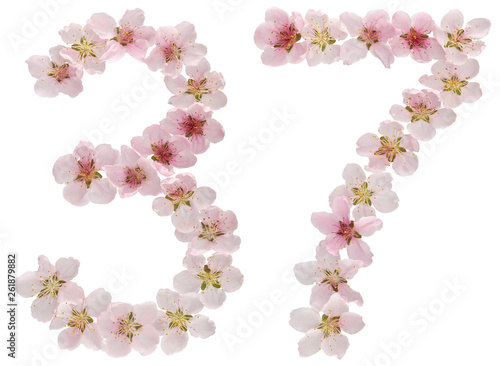 Numeral 37, thirty seven, from natural pink flowers of peach tree, isolated on white background