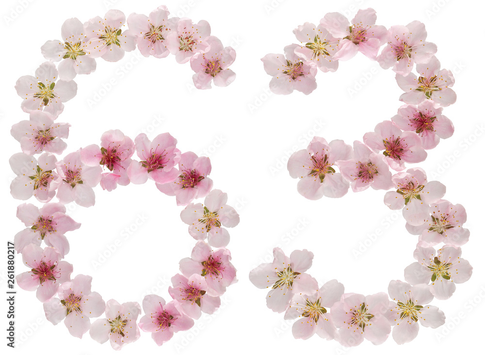Numeral 63, sixty three, from natural pink flowers of peach tree, isolated on white background