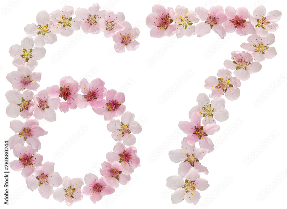 Numeral 67, sixty seven, from natural pink flowers of peach tree, isolated on white background Numeral 67, sixty seven, from natural pink flowers of peach tree, isolated on white background