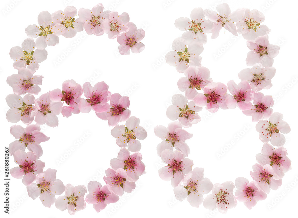 Numeral 68, sixty eight, from natural pink flowers of peach tree, isolated on white background