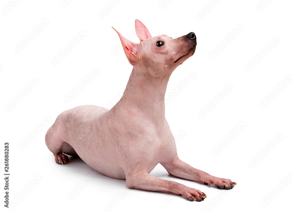 American Hairless Terrier dog close-up lying down isolated on white background looking up and away American Hairless Terrier dog close-up lying down isolated on white background looking up and away