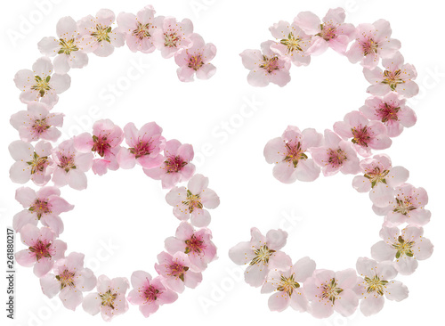 Numeral 63  sixty three  from natural pink flowers of peach tree  isolated on white background