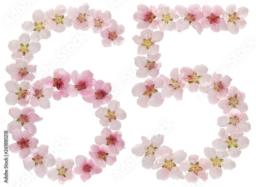 Numeral 65  sixty five  from natural pink flowers of peach tree  isolated on white background