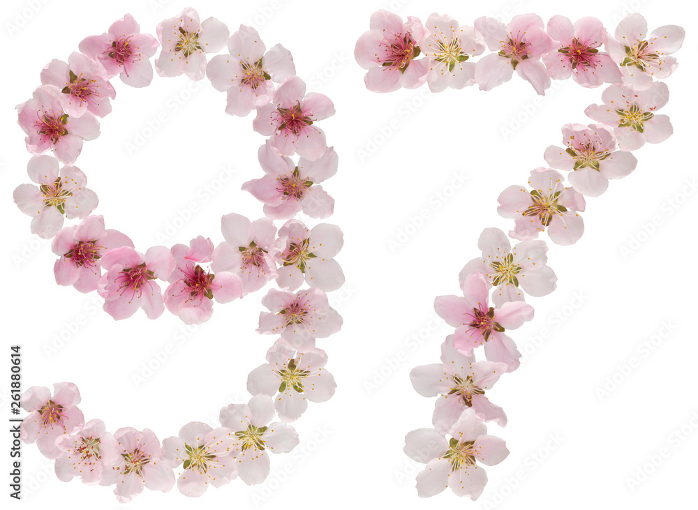 Numeral 97, ninety seven, from natural pink flowers of peach tree, isolated on white background Numeral 97, ninety seven, from natural pink flowers of peach tree, isolated on white background
