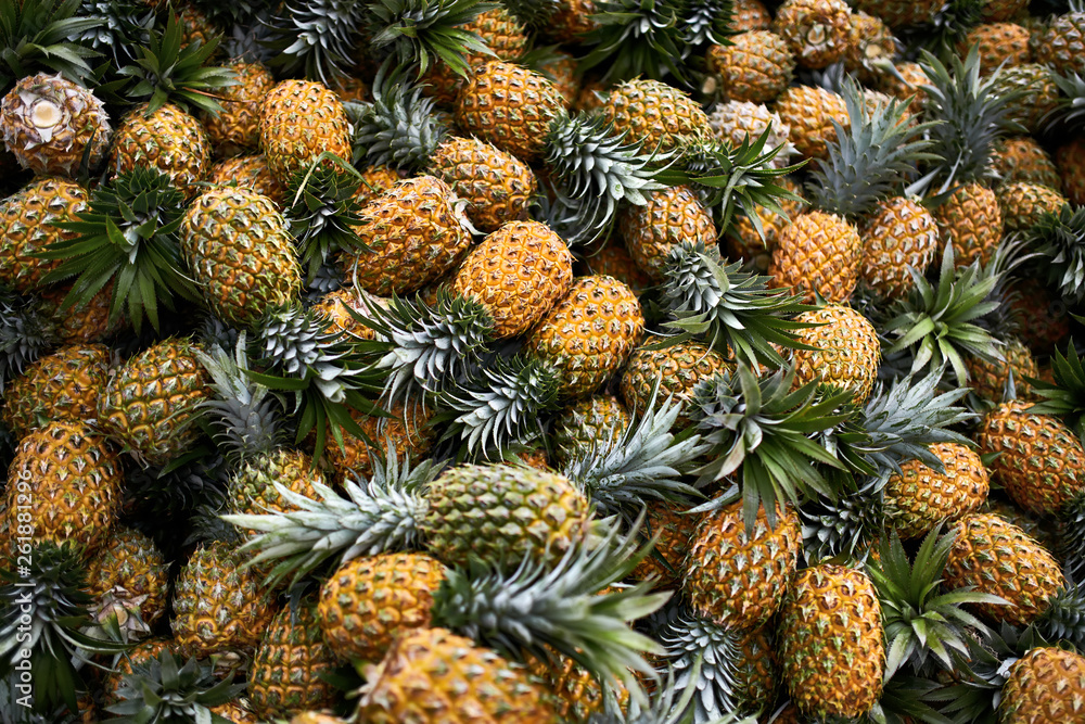 Large harvest of fresh pineapples stacked in pile Large harvest of fresh pineapples stacked in pile