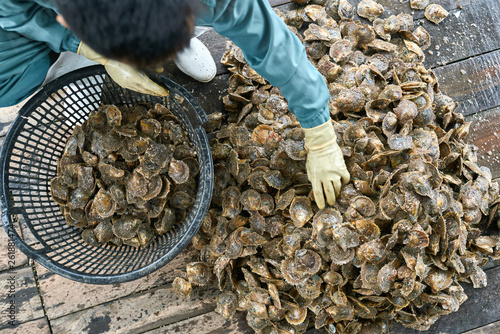 Fotografie Mollusk sorting process on oyster farm in Vietnam