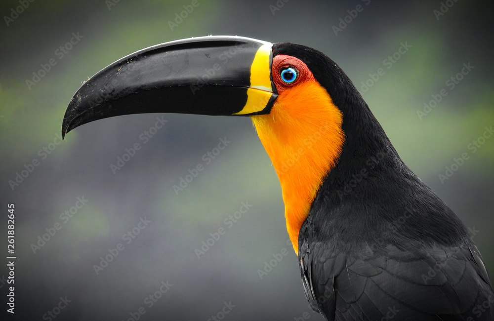 Channel-billed Toucan