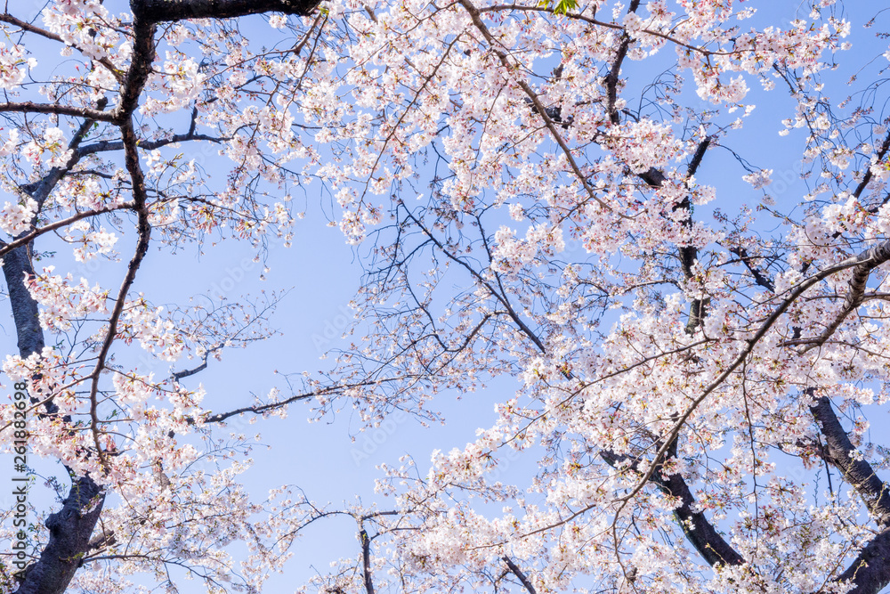 桜の花 日本の象徴的な花木 Stock Photo Adobe Stock