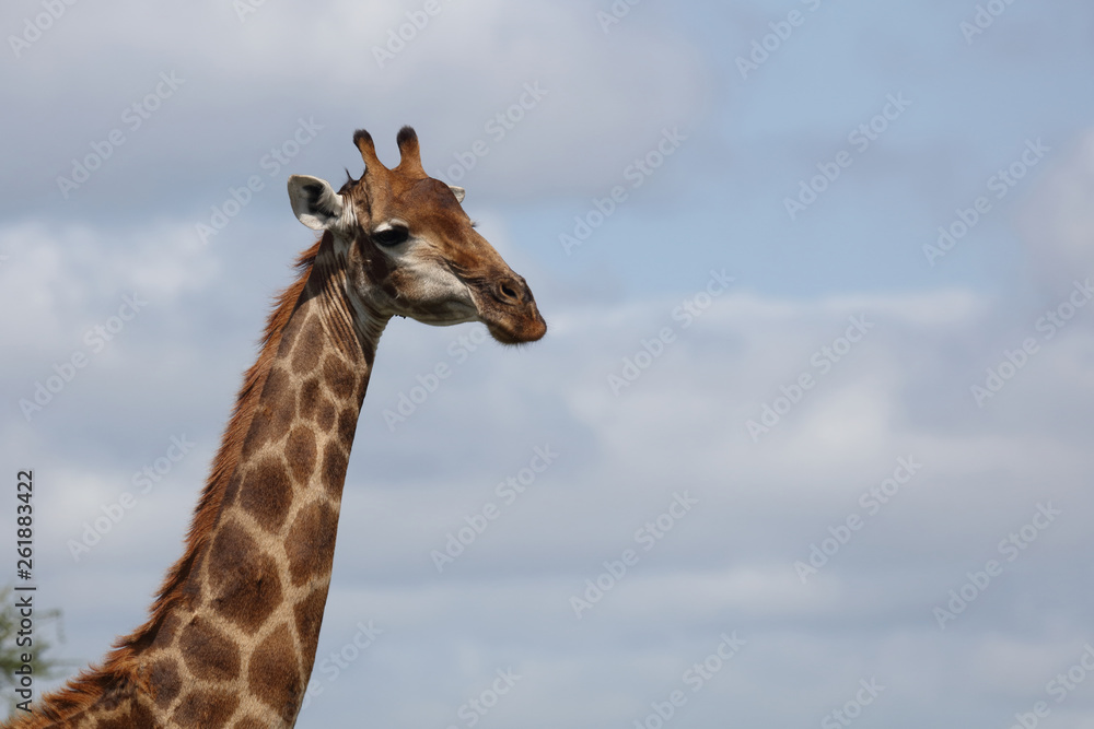 Fototapeta premium Giraffe / Giraffe / Giraffa Camelopardalis