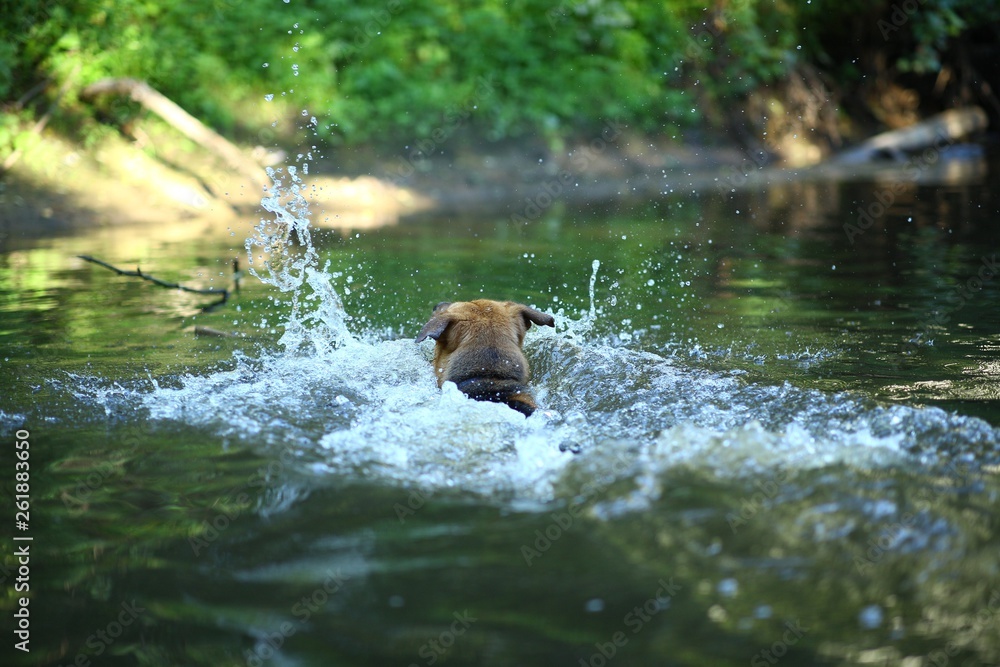 Portrait of big mongrel dog swimming in the water Portrait of big mongrel dog swimming in the water