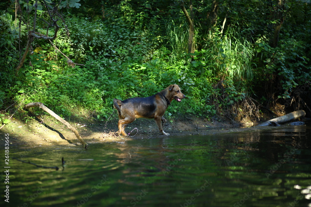 Portrait of big mongrel dog swimming in the water Portrait of big mongrel dog swimming in the water