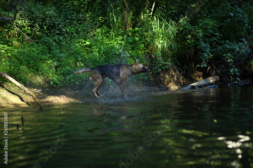 Portrait of big mongrel dog swimming in the water