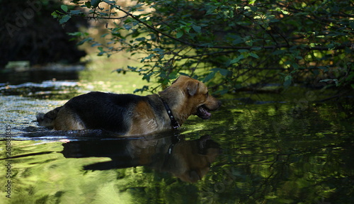 Portrait of big mongrel dog swimming in the water