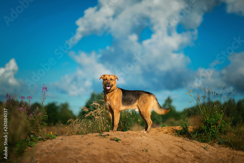 Portrait happy mongrel dog walking on sunny green field. Green grass and trees background © Alexandr