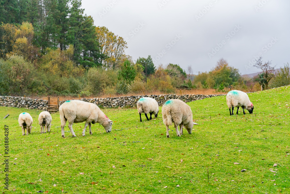 Morning view of a farm with many sheeps