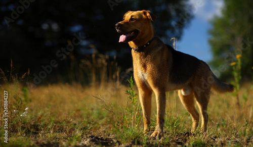 Portrait happy mongrel dog walking on sunny green field. Green grass and trees background