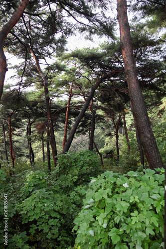 Red pine tree and black pine tree forest