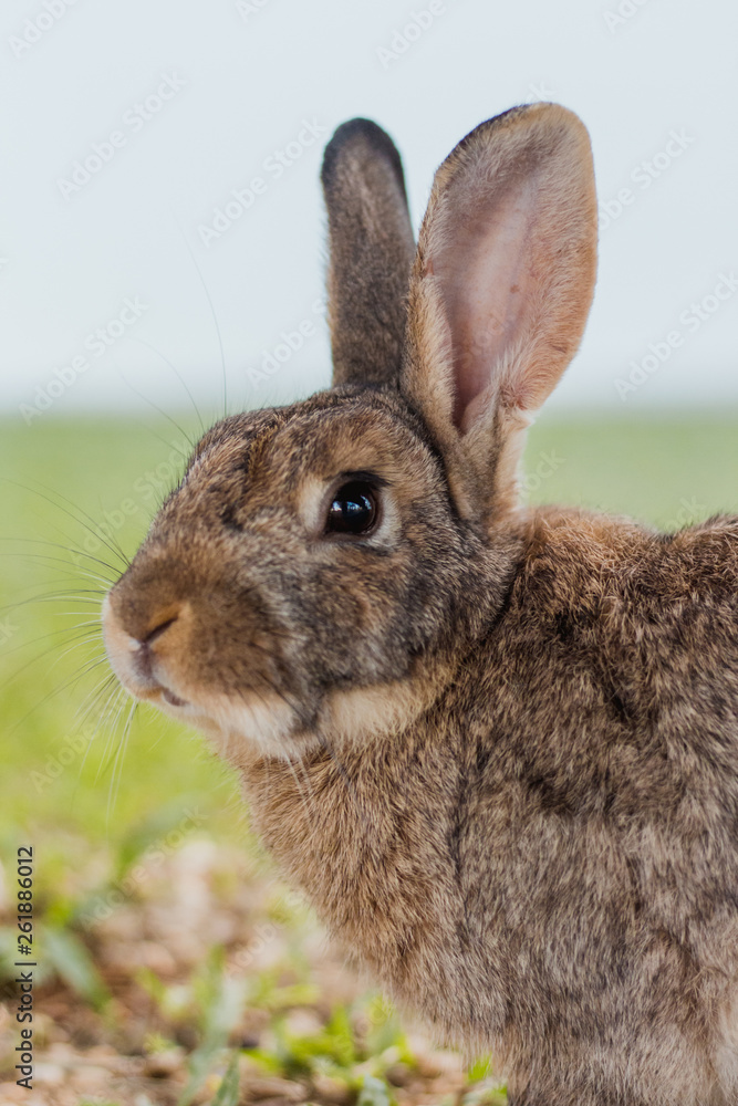 Fototapeta premium rabbit grey