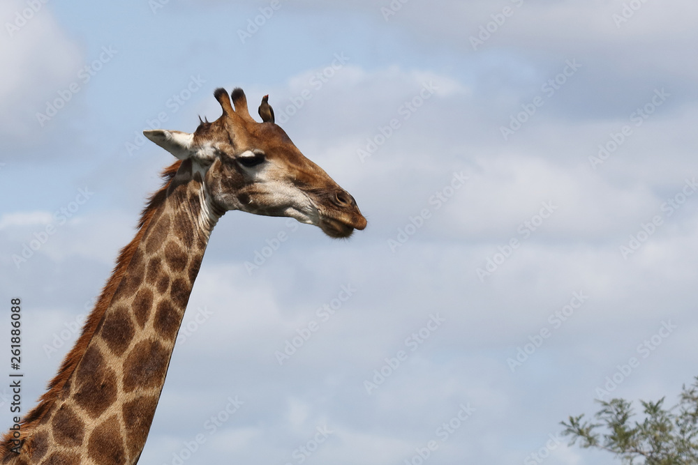 Giraffe / Giraffe / Giraffa Camelopardalis. Giraffe / Giraffe / Giraffa Camelopardalis.