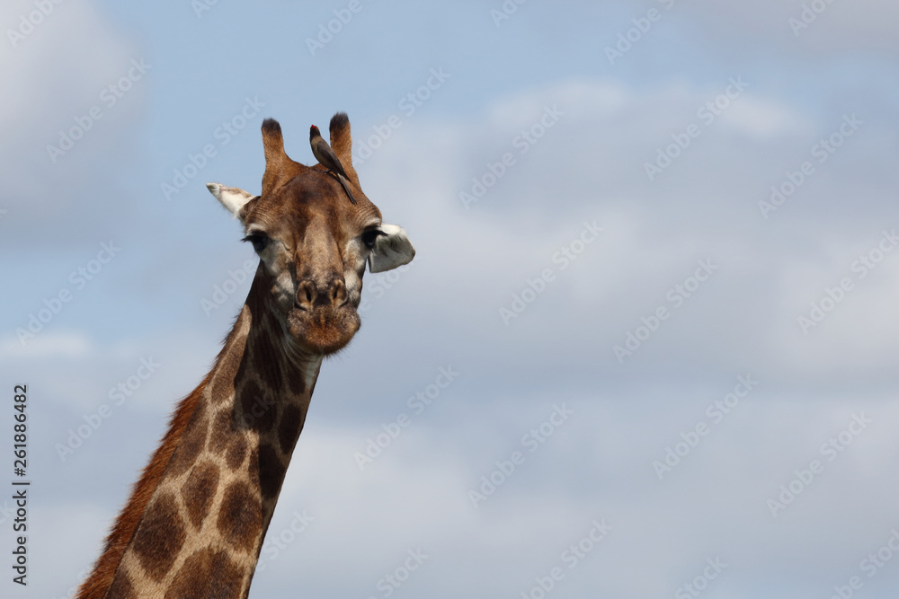 Obraz premium Giraffe / Giraffe / Giraffa Camelopardalis.