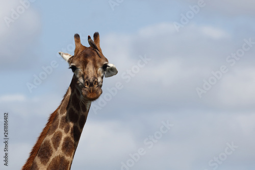 Giraffe / Giraffe / Giraffa Camelopardalis.