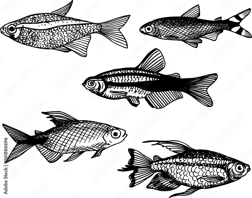 aquarium fish 001 aquarium fish 001