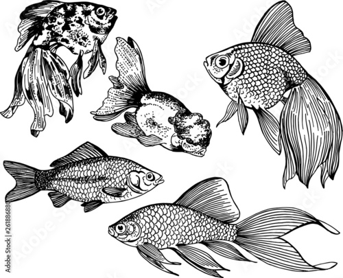 aquarium fish 009