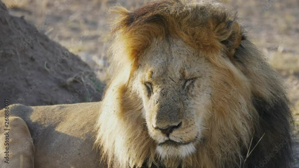 a 4K 60p clip of a sleepy male lion opening eyes at serengeti national park in tanzania a 4K 60p clip of a sleepy male lion opening eyes at serengeti national park in tanzania