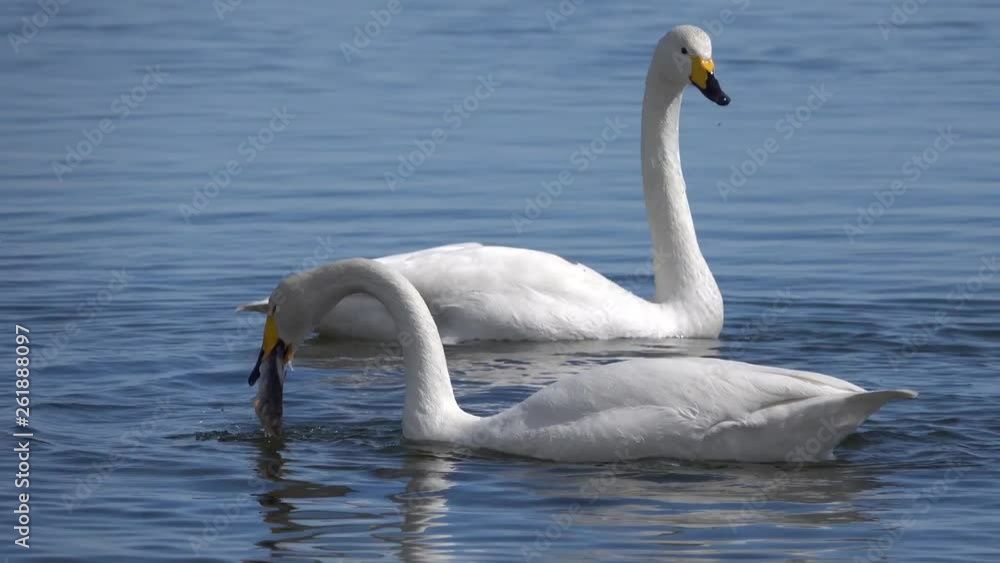 White swans swim in the water in spring
White swans swim in the water in spring