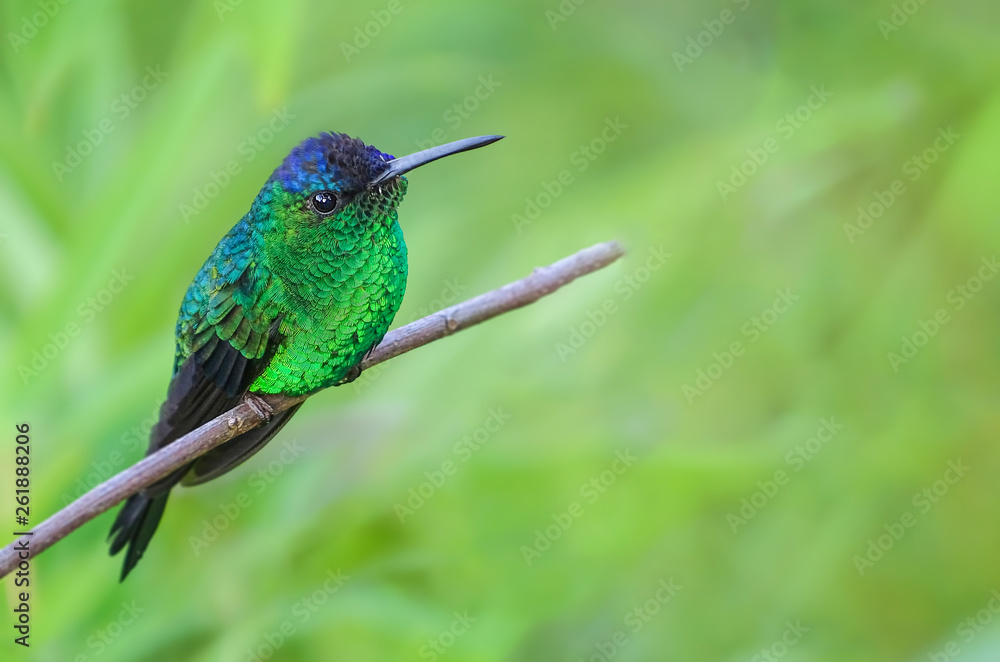Fototapeta premium Violet-capped Woodnymph