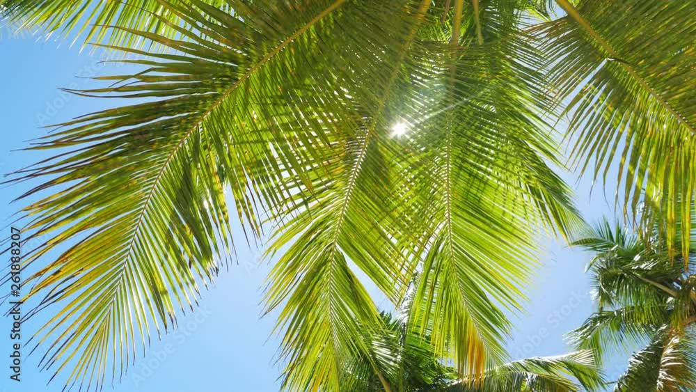 Top of coconut palm trees caribbean island. Vacation summer holidays Top of coconut palm trees caribbean island. Vacation summer holidays