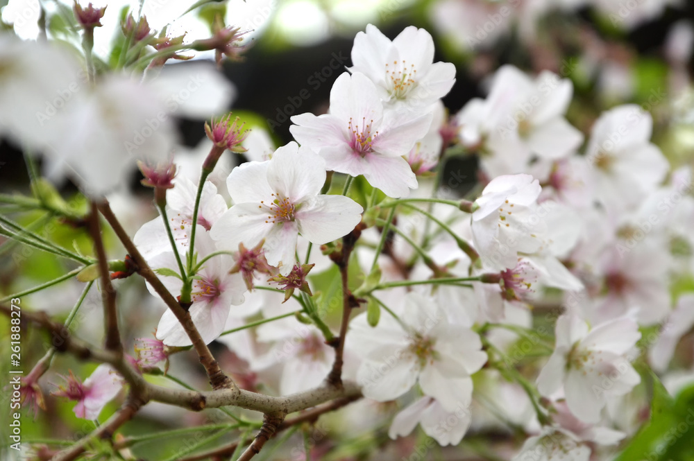 Sakura Sakura