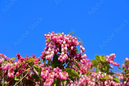 青空バックに満開のアセビの花