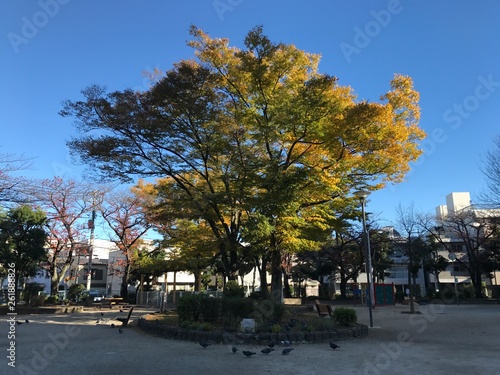 公園とイチョウの木 © 幸子 莪山