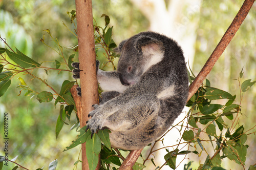 Photography Koala sleeping in a tree