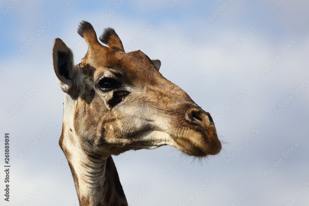 Obraz premium Giraffe / Giraffe / Giraffa Camelopardalis