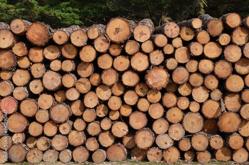 Lumbering  exploitation foresti  re  