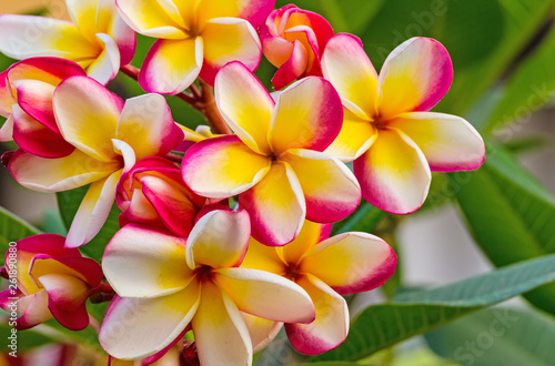 white , pink and yellow Plumeria spp. (frangipani flowers, Frangipani, Pagoda tree or Temple tree)  on natural light background