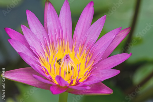 Close -up pink waterlily with bee on pond