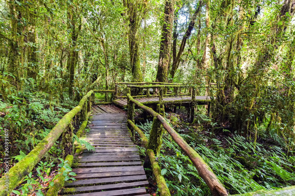 Beautiful rain forest at angka nature trail in doiinthanon national park, Thailand