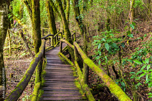 Beautiful rain forest at angka nature trail in doiinthanon national park  Thailand