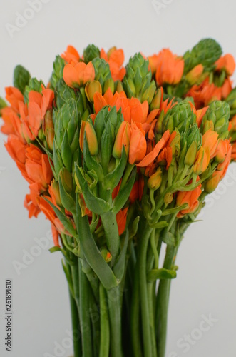 Orange Ornitogalum Sunshine on White background photo