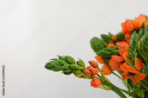 Orange Ornitogalum Sunshine on White background photo