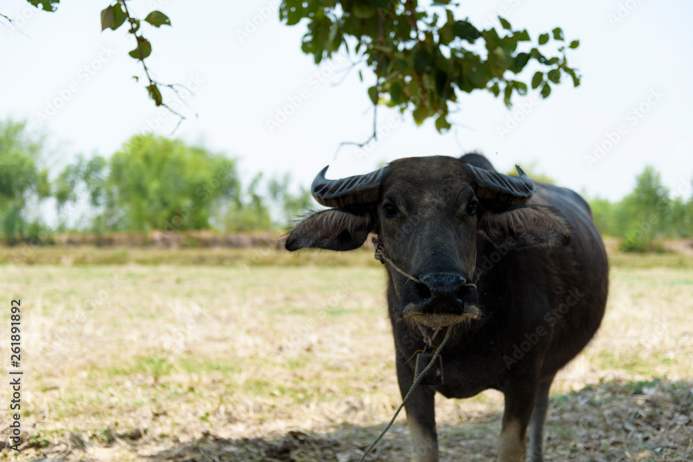 Thai buffalo portrait.