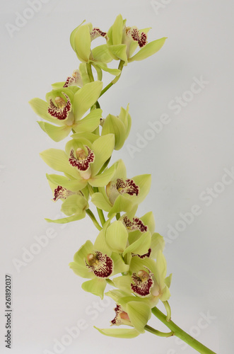 Green cymbidium flower on white background 