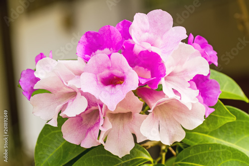 Close up pink flower Mansoa alliacea, or garlic vine on natural light  photo